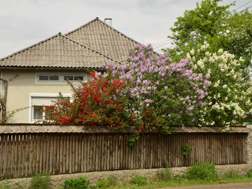 Foto Primavara in Rozavlea (c) Lucian Petru Goja